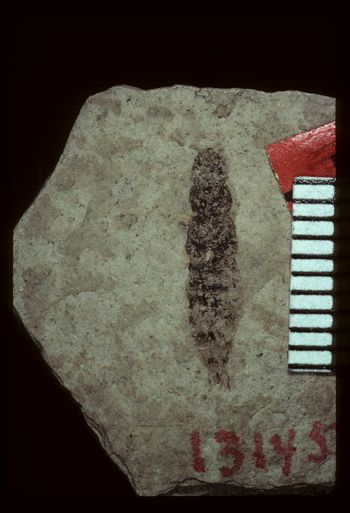 Media type: image;   Entomology PALE-1530 Aspect: full